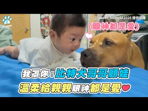 【我罩你！比特犬哥哥顧娃 溫柔給親親眼神都是愛❤️】｜IG / sweet_home841026｜FB / 比特犬Diamond