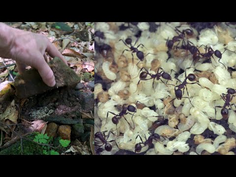 Looking Under Rocks - July 2025 Edition - ASMR