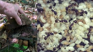 Looking Under Rocks - July 2025 Edition - ASMR