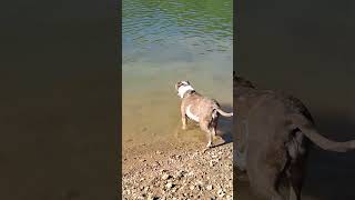 Beautiful day with my dogs
