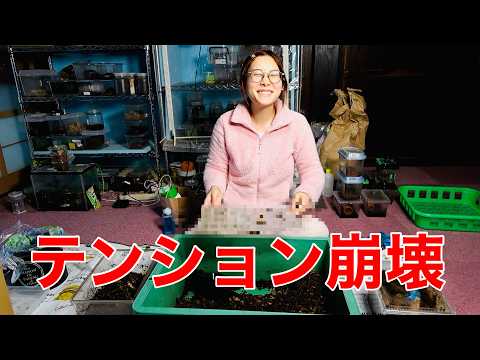 三森さんたちと採集に行ったオオクワの産卵セットをついに割る日、意外な訪問者にテンション狂った＃オオクワ