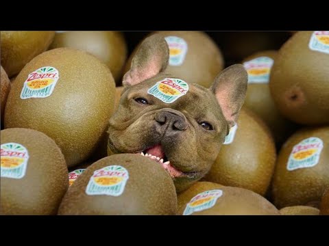 Funny and Cute Frenchie Puppy Videos That Will Change Your Mood For Good