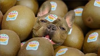 Funny and Cute Frenchie Puppy Videos That Will Change Your Mood For Good