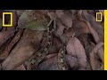 Defensive Strategies of Unique Snakes