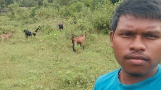 LIVE GOATS 🐐 | Watch These Cute Goats in Real Life!