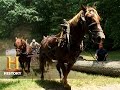 Forest Management with Draft Horses