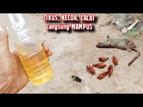 CUKUP PAKAI CAIRAN AMPUH INI,.!! BASMI TIKUS, KECOA, LALAT Langsung MAMPUS