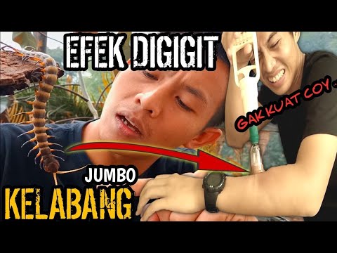 EFEK GIGITAN KELABANG BESAR MERAH! RASANYA SEPERTI TERBKAR!