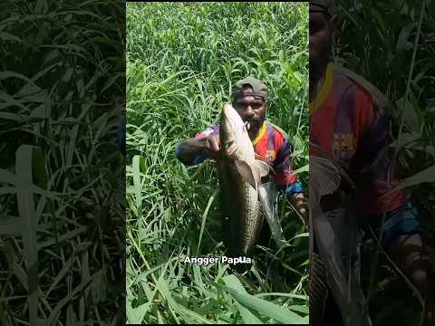 Archery of big snakehead fish=04
