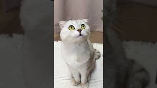 🙂 #cat #cats #funnycats