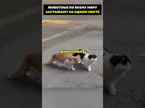 Животные во всему миру застывают на одном месте