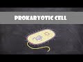 Prokaryotic Cell Structure and Function