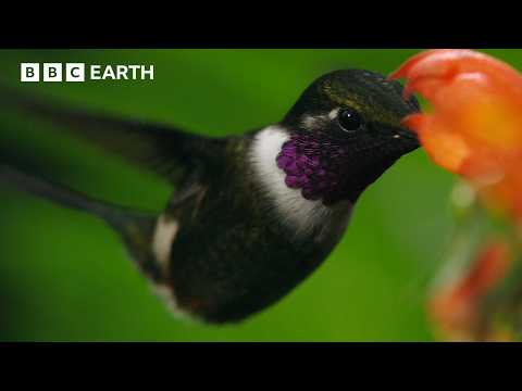 Meet The Sneaky Birds That Steal Nectar From Flowers | Natural Born Rebels | BBC Earth