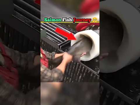 How A Salmon Cannon Works 😱||#facts #shorts #factholic #shortvideo