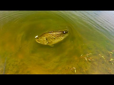 I was IN SHOCK when this MONSTER STRUCK!!