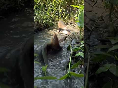 Độc Lạ Cá khủng Lên Bờ #lifeisbutadream #monkey #animals #short #sound #edi #funny #edms #blackpink