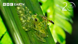 Super Dad Frog Defends His Eggs From Wasps | 20 Years of Planet Earth | BBC Earth