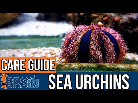 Care Tips for Keeping Urchins!