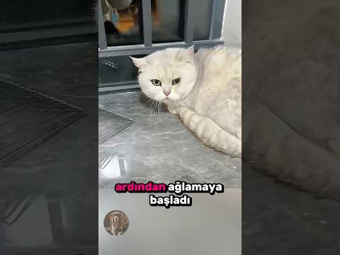 Sahibi Tarafından Kovulan Yavru Kedi Nasıl Hayatta Kaldı? 🐈💔😢