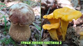 Грибник знайшов незайманий ліс! Лисички та білі гриби всюди.
