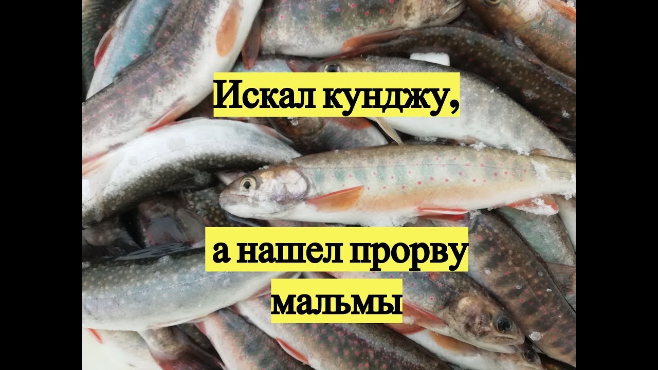 Искал кунджу, а нашел прорву мальмы