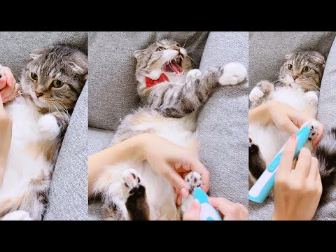 【累計100万再生】猫の毛を刈った飼い主の末路がコチラ🤣 【オフショット満載の完全版】