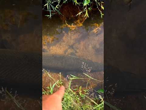 തോട്ടിൽ Aligator gar😩😱 | 😳"ലക്ഷകണക്കിന്" മീനുകൾ🔥 #arapaimafish