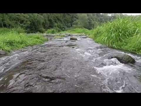 Bikin tenang seketika! Suara sungai alami ini cocok untuk semua suasana dan kebutuhan #nature