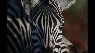 Blue-eyed Zebra, a very unique Zebra seen in Kruger National Park with B1 Photo Safaris