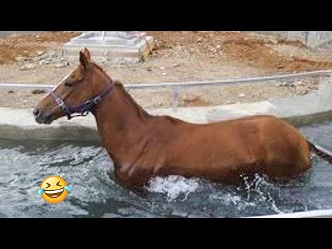 Best funniest horses of the week - Funny And Cute horses Video Compilation 2024 🐴#21