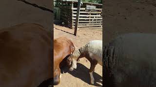 #fazenda #pecuarista #vidanaroça