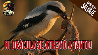 🔪 El Ave de "DRÁCULA" la Historia Real del Alcaudón, El Ave que Empala (Real) #animals #viral