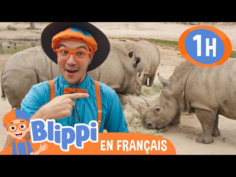 Le zoo de San Diego | Blippi en français | Vidéos éducatives pour enfants