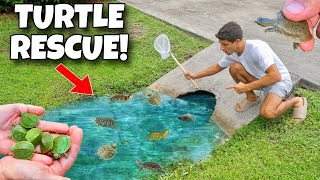 We FOUND A PUDDLE FULL Of BABY TURTLES!! 
