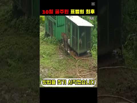 강아지 4마리를 노린 표범의 최후