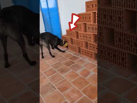This black army dog is very intelligent 🧠#shortsvideo #jaidmeel
