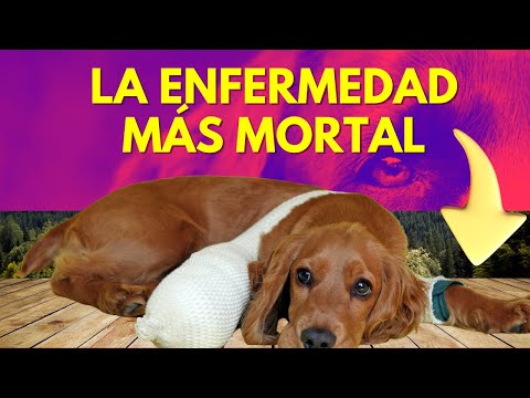 LEPTOSPIROSIS, una enfermedad muy peligrosa para los perros.