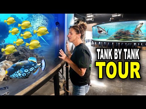 Tank By Tank Tour Of My $5,000,000 Aquarium!