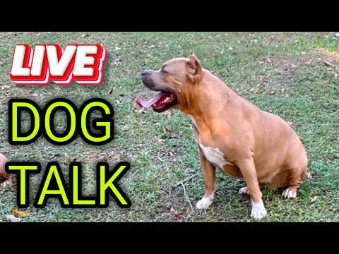 QBN Kennel Dog Talk Live