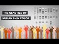 Eumelanin Production and Skin Color