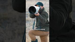 Yellowstone wildlife through the eyes of a Canon telephoto prime lens vs. a telephoto zoom lens