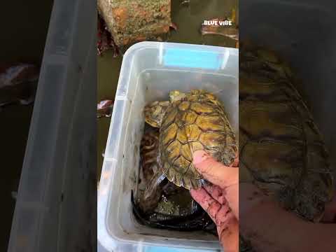 काले पानी में छुपा खज़ाना! झींगे और गोल्डन कछुए की खोज 🐢🦞