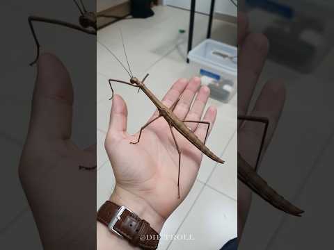 Small To Big Transformation!#animals