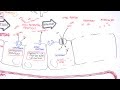Protein Digestion and Enzymes