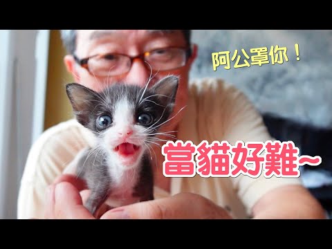 貓竟然不會用貓砂?!瞞著爸媽照顧奶貓的結果是...？｜傲嬌爸的養貓日常