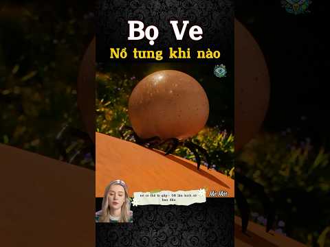 Con ve nhỏ xíu… hút máu đầy như trái nho!
