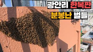 광안리 한복판 카페 건물에 분봉나서 붙은 꿀벌들 이주시키기(올해 첫 분봉 포함)