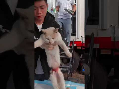 Chat retrouvé abandonné mais cette homme va changer sa vie #animaux #chat