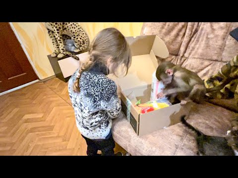 УРА! Ангелине и Люсе ПРИЕХАЛИ ПОДАРОЧКИ и они их смешно делят по справедливости)