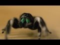 Understanding Animal Behavior